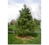 Сосна черная (Pinus nigra) С2